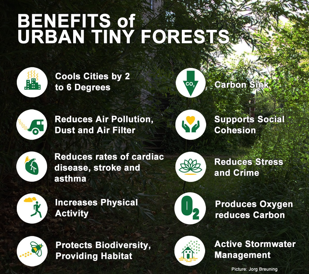 Benefits Urban Tiny Forest